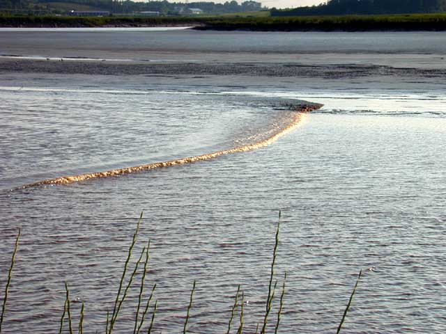 Tidal Bore