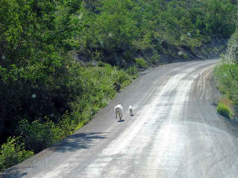 Mountain goat