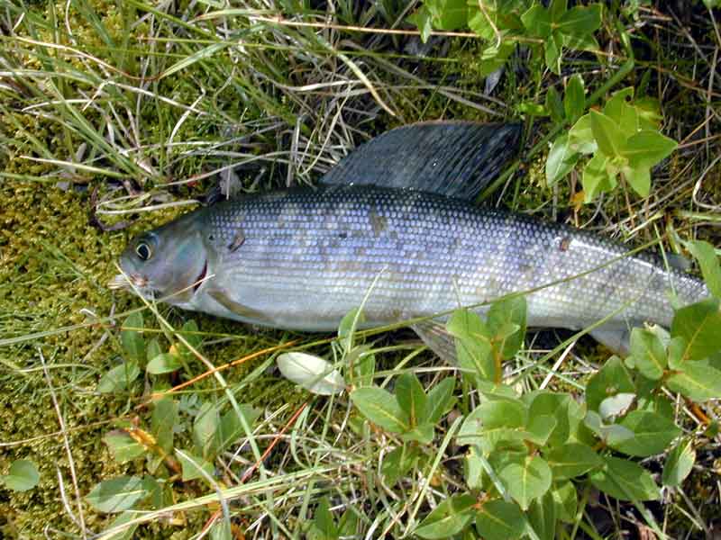 A small grayling from Pine Creek