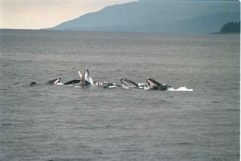 Humpbacks bubble feeding