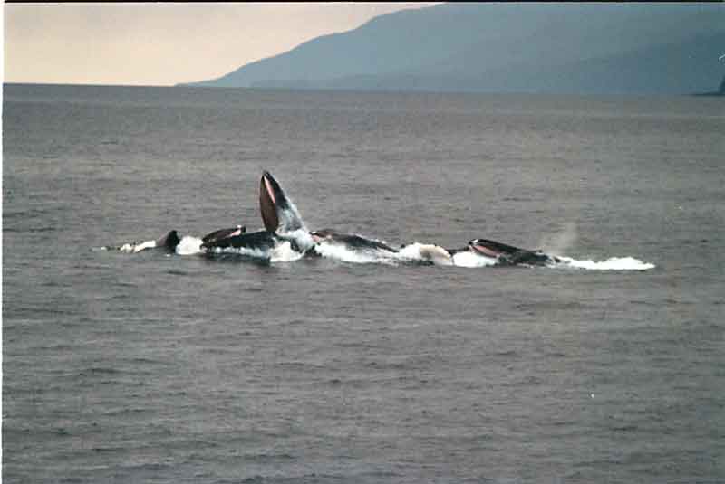 Humpbacks bubble feeding