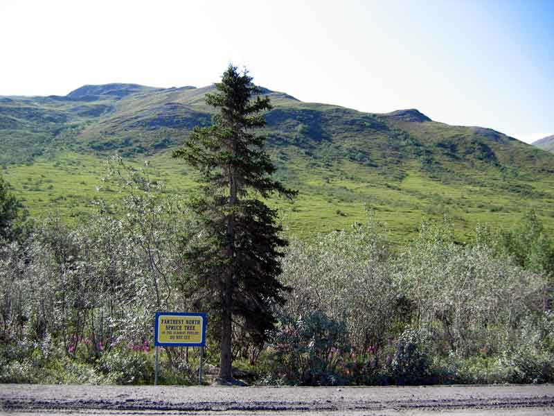 Last spruce tree as you head north