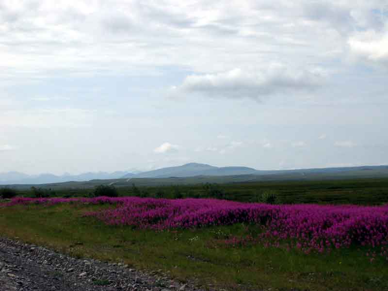 Beautiful wild flowers along the side of the road