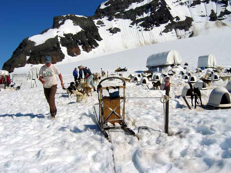 Maureen readying the dogs