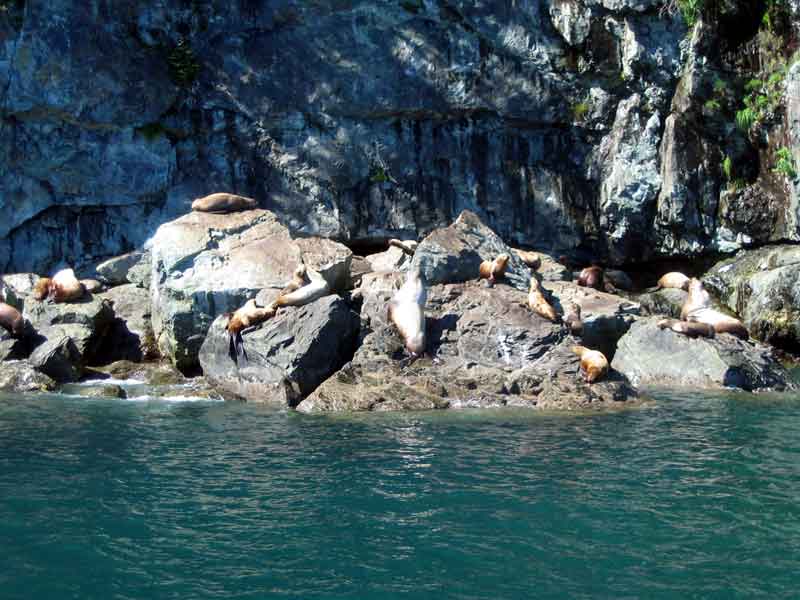 Steller Sea Lions