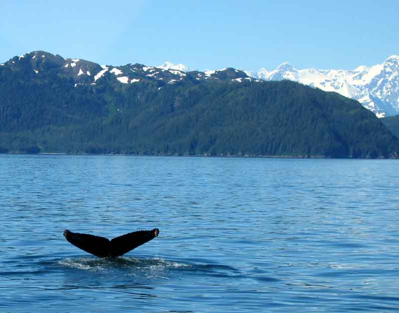 Humpback whale