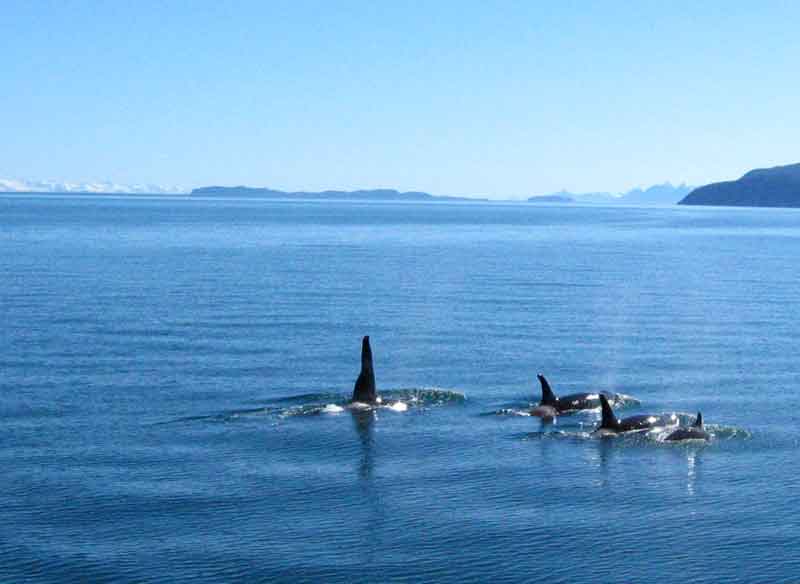 Orca (Killer whales)
