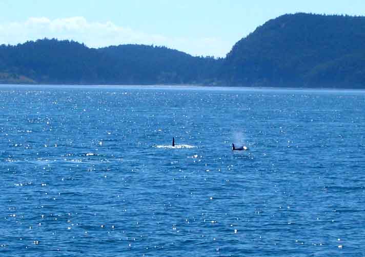 Orcas