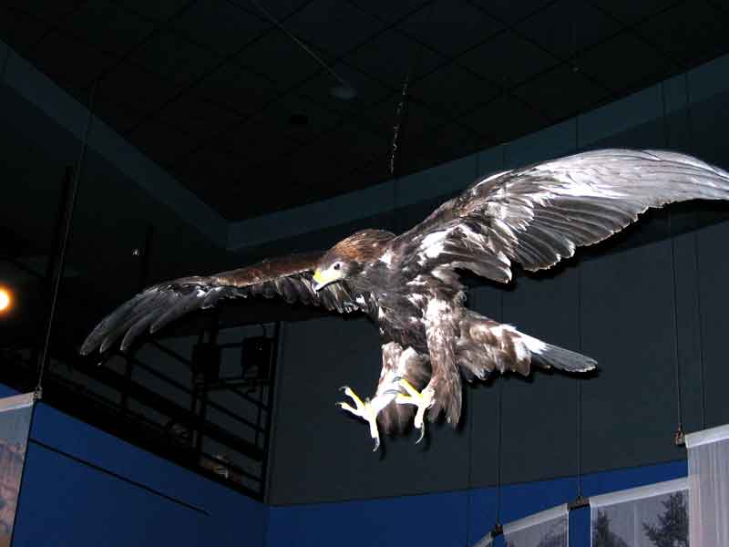 Golden eagle