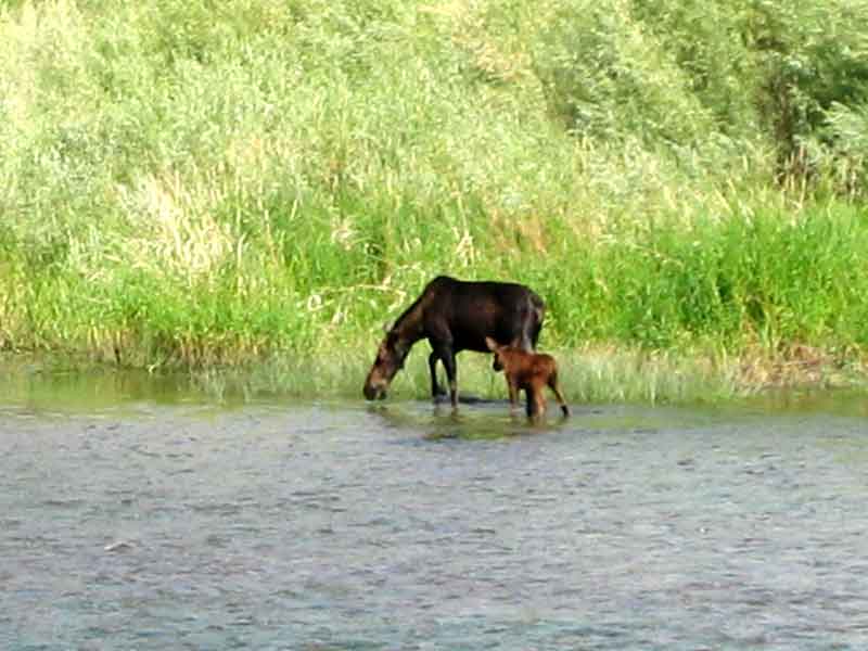 Cow moose and her calf