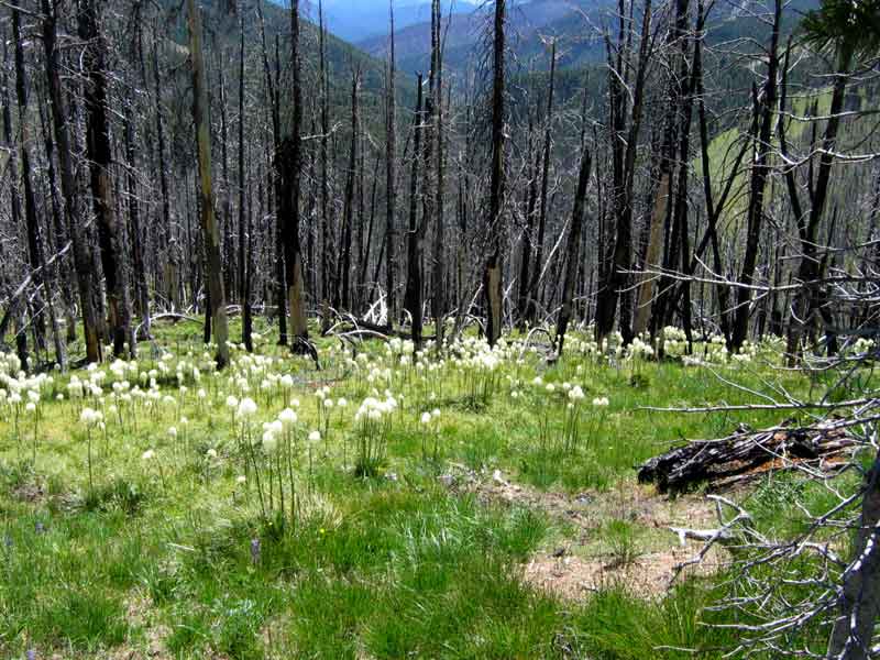 Bear grass