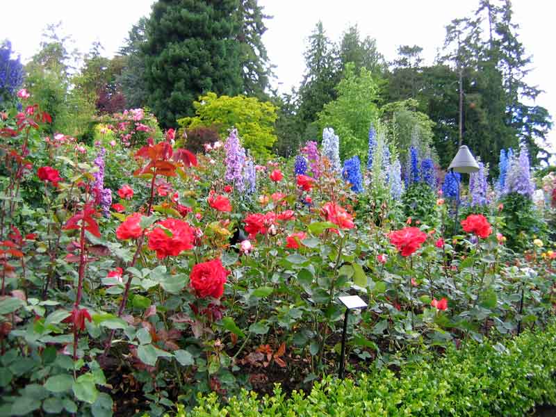 The Rose Garden