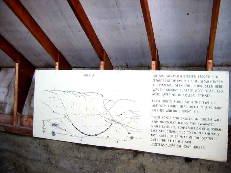 Buffalo jump description