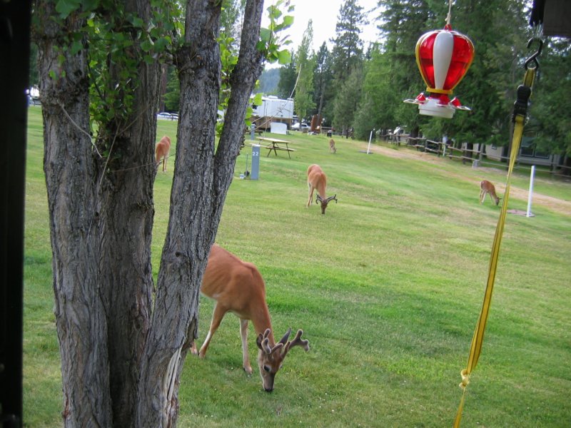 Deer outside our door