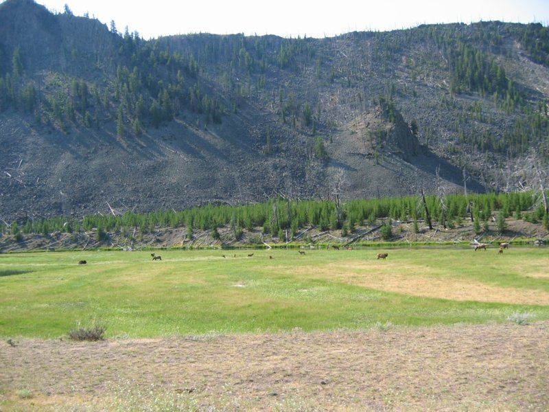 Cow elk and calfs