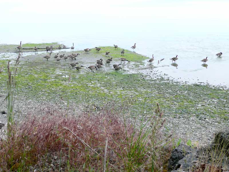 Canadian Geese