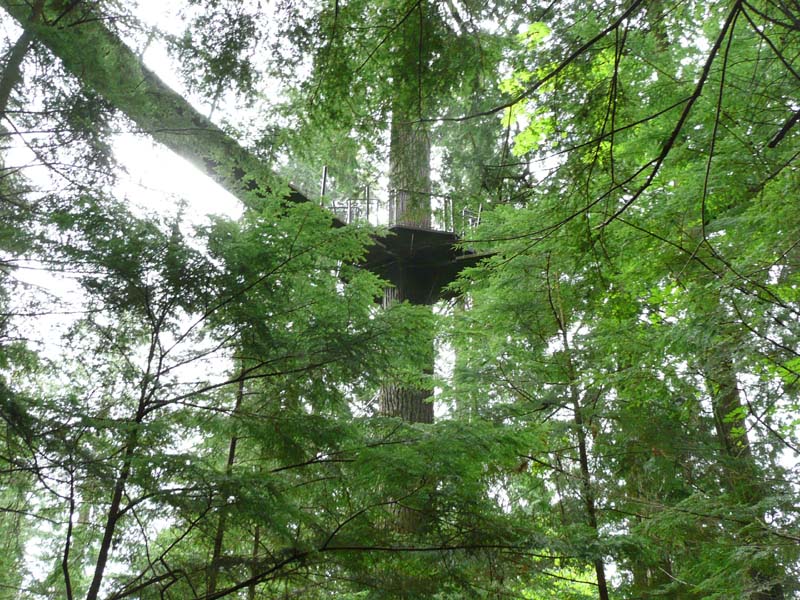 Treetops Adventure suspension bridges and platforms