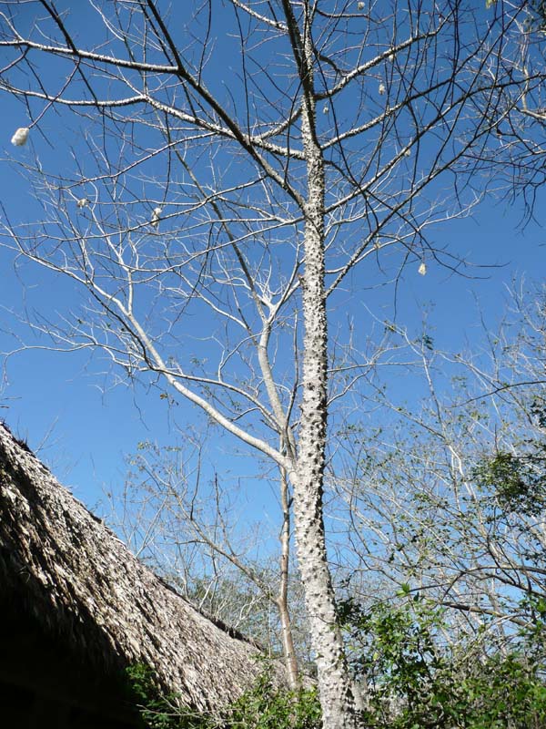 Kapok tree