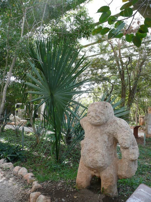 Palm tree used to make Panama hats