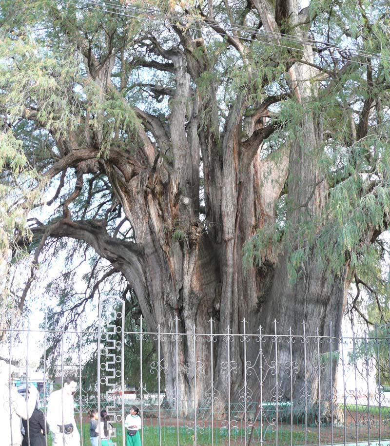 2000 year old tree