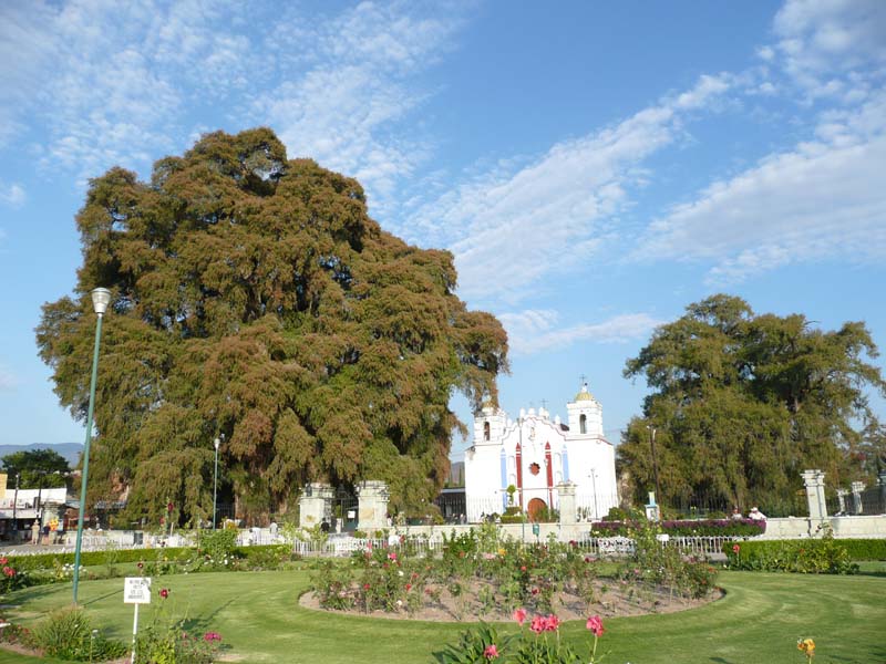 The tree from across the square